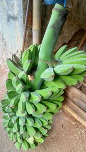 PISANG KEPOK  KUALITAS TERBAIK 1KG