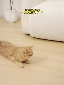 Heating Pet Bowl USB Constant Temperature Ceramic Cat Bowl Insulation Cat Dog Feeding Drinking Bowl