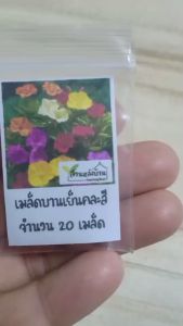 20 เมล็ด บานเย็นคละสี เมล็ดบานเย็นคละสี เมล็ดพันธุ์บานเย็น เมล็ดบานเย็น ดอกสายฝน ดอกหุงข้าว จำยาม จันยาม บานเย็น