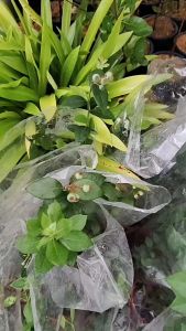 NO COD Pokok Blueberry Brightwell Rabbiteye Sedang Berbuah