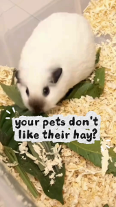 [24HR SHIP] PREMIUM ORCHARD GRASS HAY Imported Timothy Alfalfa Lucerne Hay Rabbit Guinea Pig Chinchilla Food 兔子干草 天竺鼠 龙猫