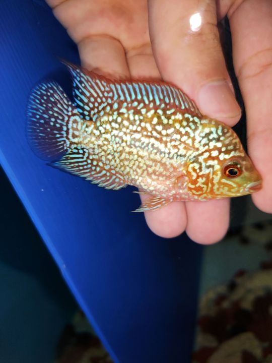 (1pcs) Flowerhorn fish, 1-2inch small fish, kamfa malao, kamfa, srd ...