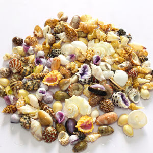 SHELLS TRANG TRÍ CHO ĐỒ HANDMADE VÀ CẢNH QUAN BỂ CÁ