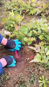 Găng Tay Bao Tay Làm Vườn Có Móng Tiện Dụng