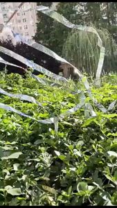 80m Pita Reflektif Pengusir Burung/Pita Reflektif Pengusir Burung Merpati / Rubah Pita Anti Burung Pita Pengusir Burung