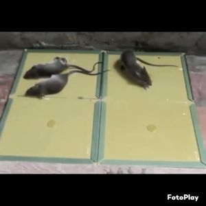 RPANG Big Size Rat Catcher Glue Trap Rodent Expert Sticky Bond Mice Pad Traps