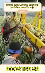 Pupuk Booster 88 Pemaksa Tanaman Berbuah diluar Musim 500ml Premium