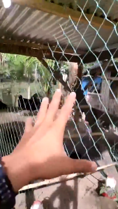 [20/50/100M] Chicken Net Fence Green Net Free Range Chicken Net Outdoor Fishing Net or Lambat Poultry