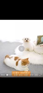 Tamias Pet Coolmat 🌈🌈 ที่นอนเจลเย็น ที่นอนสัตว์เลี้ยง 🐾 เบาะนอนเย็น 🌞 ที่นอนเย็น 💚 ที่นอนสูง 🏃 🏃 💯 ของขวัญสำหรับพวกเขา 🌟