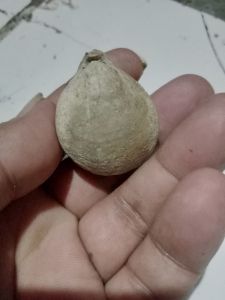 batu alam kijing bungkem asli orijinal