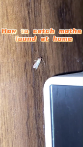 2 Boxes (5 Sheets/Box) Airpurgy Moth Catcher Traps - 10 Total for Clothes & Food Moth Elimination Insect Baits & Traps