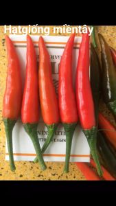 Hạt Giống Ớt Hiểm F1 VẠN PHÚC gói 5gr