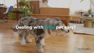 Oxyfresh® Pet Ear Cleaner - Water-Based Ear Cleaner - Ear mite /Earmite | Pembersih Telinga Kucing (3800ml)