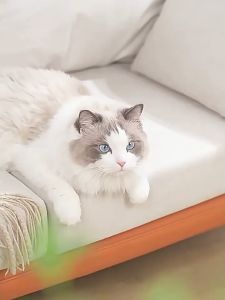 Pet Hair Removal Comb Smoothing Pet Cleaning Products Dog Hair Adhesion of Bed Hair Undercoat Shedding Flying Hair