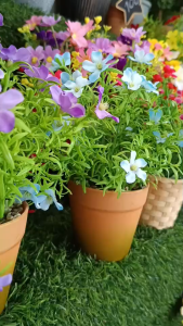 กระถางพลาสติกกลม ก้นกระถางมีลายมอสติด ใช้ได้ทั้งต้นไม้จริง และดอกไม้ประดิษฐ์