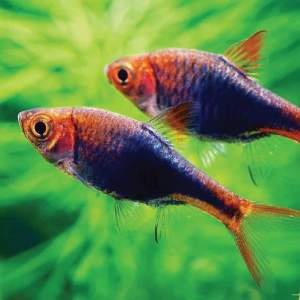 Purple Harlequin Rasbora/Readystock/Freshwater/Ornamental Fish