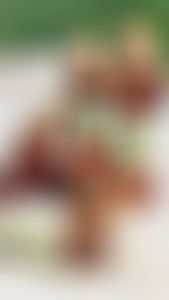 Nước sâm rễ cây Mật Gấu thảo dược dùng cho da chai lì xoá sạch mụn nám