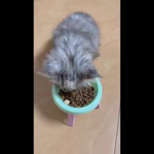 High Appearance 15 Degree Tilted Anti Vomiting Elevated Pet Feeding Bowl Cats Dogs Protects Neck Slip Wide Base Durable Plastic