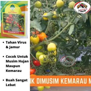 semangka Oval Jumbo Non Biji SERI F1 20 gram dari Cap Bintang Asia Semangka Tahan Transportasi Semangka Rasa Sangat Manis - Lazada