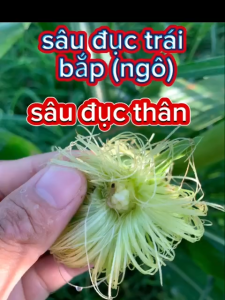 (sâu đục trái rau màu) Siêu sâu 1102 - New tapky 10ec: Phòng trừ sâu đục trái bắp sâu đục trái cà chua sâu đục quả cà tím cà chua sâu đục trái đậu