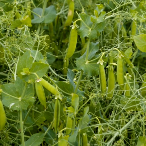 เมล็ดพันธุ์ ถั่วลันเตาสายธาร (ซองรีเทลและกระป๋อง)