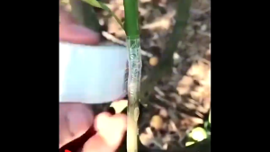 Gunting Okulasi Sambung Batang Tanaman Grafting Vaccination ORIGINAL - GUNTING CANGKUK