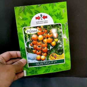 BENIH TOMAT - GUSTAVI F1 - 1750 butir - Panah Merah Servo lumina tomat tahan virus