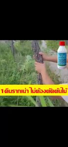 💥ราคาโรงงาน💥ยาฆ่าต้นไม้ใหญ เข้มข้นสุด 200ml 1ขวดเท่ากับ20ขวด ยาฆ่าตอต้นไม้ ตรงไปที่ราก รากเน่ารากตาย ยาฆ่าตอไม้ใหญ่ บอกลาการตัดต้นไม้ด้วยตนเอง ไม่เป็นอันตรายต่อดิน ยากำจัดต้นไม้ ยาฆ่าไผ่ ยากำจัดต้นไม้ใหญ่ สารกำจัดกอไผ่ สารกำจัดต้นไม้