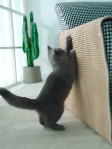 Cat Pads Cat Tree Scratcher Cat Scratcher Pet Scratching Mat Tikar Penggaruk Kucing Haiwan Menggaruk