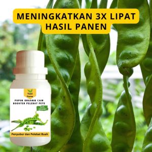 Pupuk Pete Cepat Berbuah: Panduan Lengkap