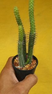 ต้นยูโฟร์เบีย ยูโฟเบีย เซคคูเนียนซีส Euphorbia Sekukuniensis R.A.Dyer #Euphorbia #ไม้โขด #cactus
