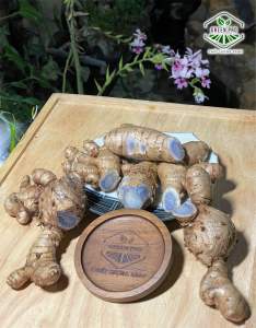 NGHỆ ĐEN ( hàng chuẩn & không bị lai xanh lá )