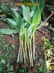 กล้วยตานี กล้วยป่า มีประโยชน์ ขายได้ ทั้งต้น จัดชุด 10 หน่อ 179 บ.