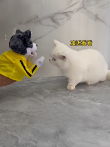 Đồ Chơi Búp Bê Tai Tiếng Dễ Thương Cho Trẻ Em Đồ Chơi Nhồi Bông Đấm Bốc Cho Bé Trai Và Bé Gái Đồ Chơi Sáng Tạo Giải Trí