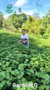 PUPUK GANDASIL D DAUN Kemasan 500 gram Nutrisi Lengkap Fase Masa Pertumbuhan Tanaman