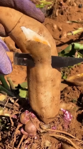 Yacon Tuber – Umbi Yakon -  - Pokok Umbi Yacon Hidup - याकॉन कंद पौधा Yacon Tuber – Sweet Crispy Root Low Glycemic Superfood Easy to Grow Medicinal Tuber LIVE PLANT