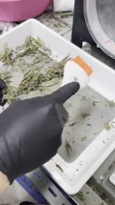 [ส่งฟรี] Canna brush แปรงทริมดอก แปรงทริมใบ แปรงทริม ของแท้ USA Cannabrush ตัดแต่ง แปลงปัดใบไม้