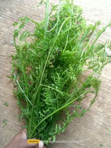 Pakis Sayur Rumput Enak Khas Ciamis (1 ikat 250 Gram) Olahan Sayur masakan Lalapan Segar Bugar