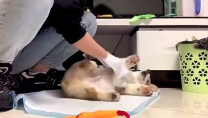Găng tay tắm khô cho Chó Mèo siêu sạch và tiện lợi (mẫu mới) - Love Pets Shop