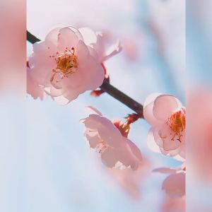 LAIKOU Japan Sakura Essence Cream Hydrating Brightening Anti-Aging Cream 60g