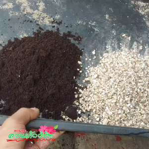 เมล็ดชวนชม หลายสายพันธุ์ เป็นชวนชมตระกูลอาราบิคั่ม ไทยโซโค ชวนชมเขาแกะ