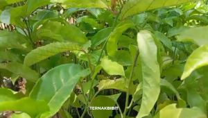 TERNAKBIBIT - Bibit Markisa Madu Manis Kualitas Premium