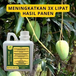 Pupuk Pelebat Buah Bacang / Pupuk Buah Bacang / Pupuk Booster Bacang / Pupuk Buah Bacang