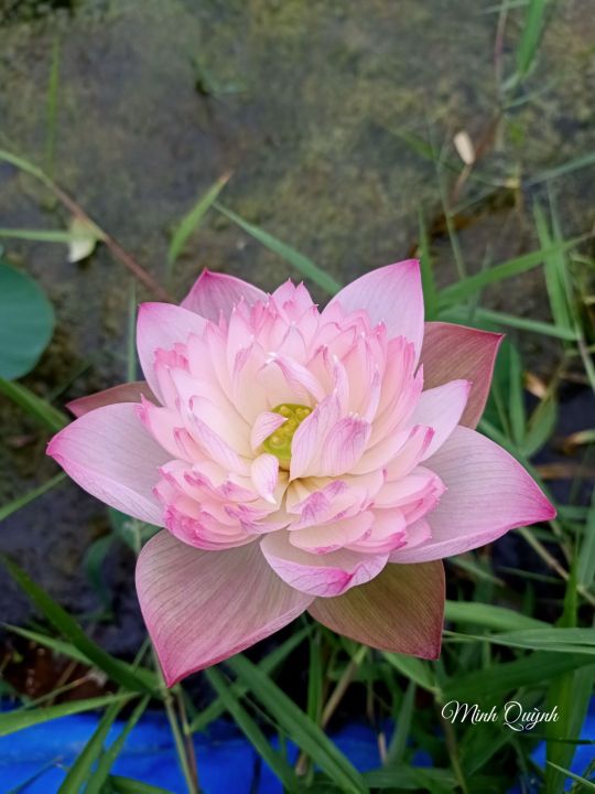 Củ sen Super Lotus