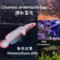 Channa blue bengal 酒红雷龙 (live fish ikan hidup 观赏鱼). 