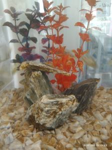 aquarium Natural slate rock