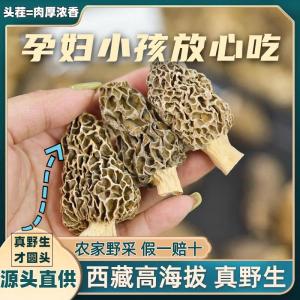 Wild Himalayan Yak Belly Mushroom Dried Premium Quality 500g Gift Box Available Home Use from Mainland China by Nourishing Earth Farm
