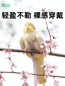 Parrot Bird with Hand Holding Rope Walking Bird Handy Gadget out Flying Training Flying Buckle Xuanfeng Tiger Skin Peony Flying Rope