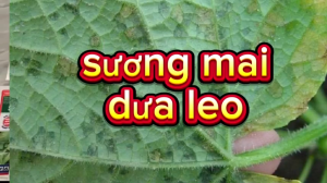 Combo trị thán thư sương mai không nóng nhóm cây trồng bầu bí dưa