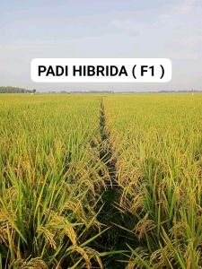 BENIH PADI UNGGUL HIBRIDA FI SUPER KEMASAN  5KG